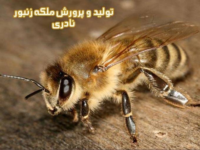 تولید و پرورش ملکه زنبور نادری در تهران