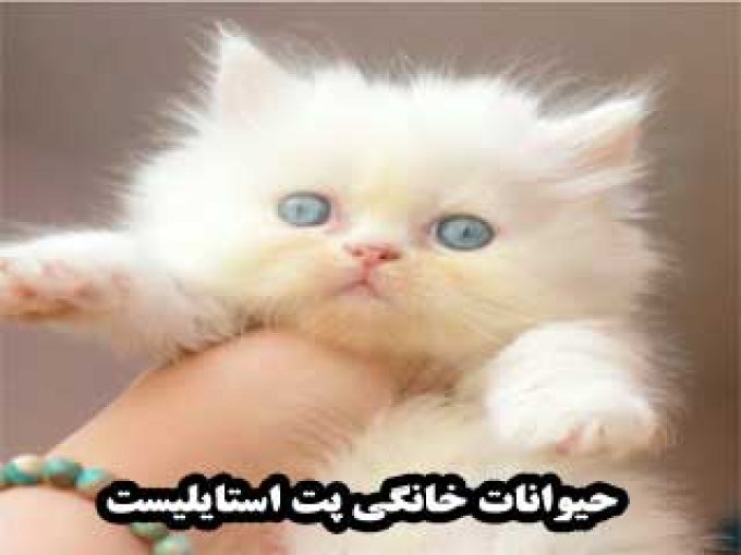مجموعه خدماتی حیوانات خانگی پت استایلیست در تهران