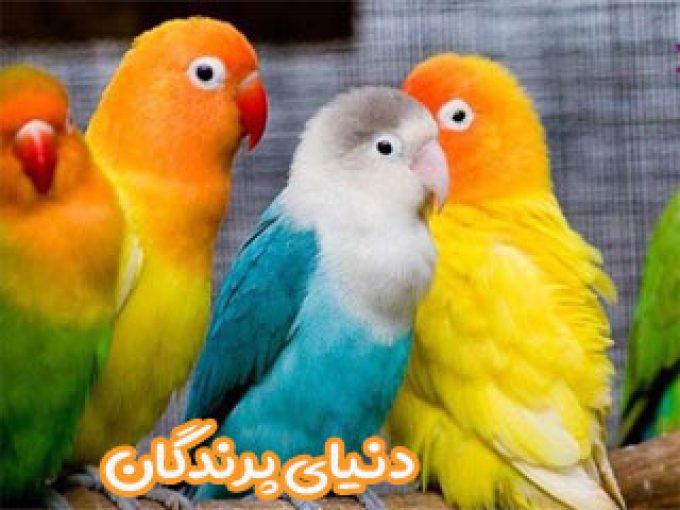 دنیای پرندگان در گلشهر زنجان