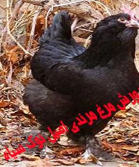 مزرعه پرورش مرغ مرندی اصیل نوک سیاه در زنجان