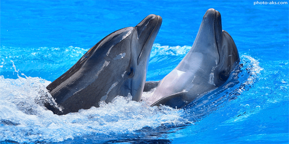 راز سرعت خارق العاده دلفین ها