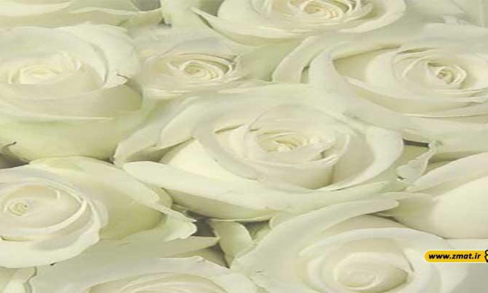 فواید شگفت‌انگیز و کاربردهای روغن گل سفید