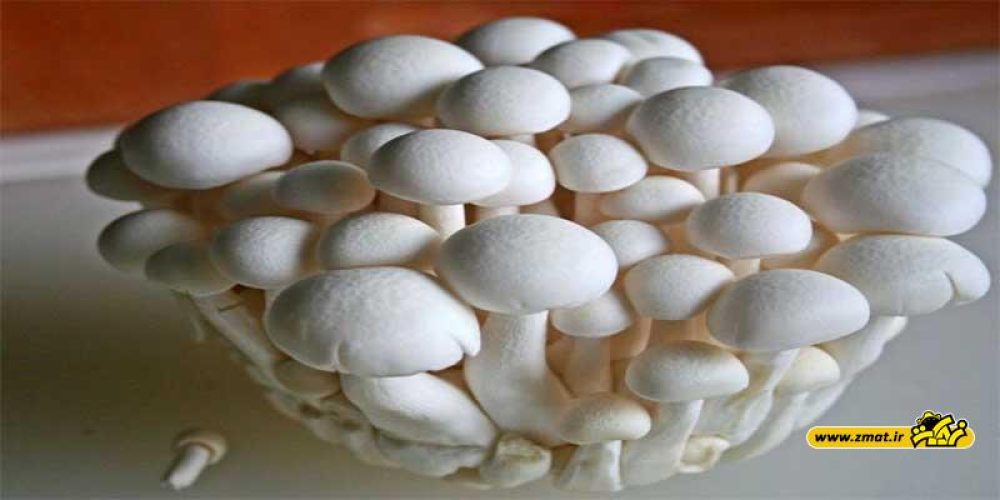 فواید قارچ خوراکی و بهترین روش پخت آن
