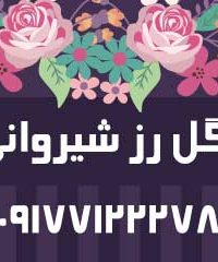 گل رز شیروانی در فارس