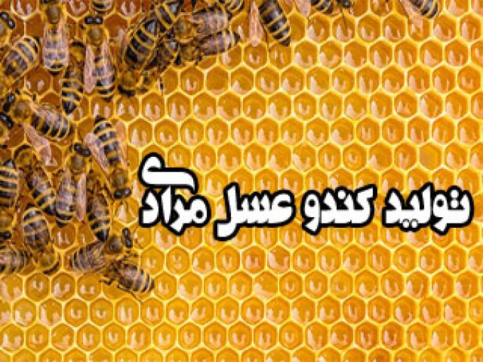 تولید کندو عسل مرادی در کرمانشاه