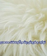 تولید و فروش پشم گوسفند محمدی در تبریز