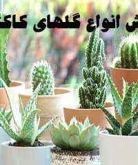 فروش انواع گلهای کاکتوس صابری در استان فارس