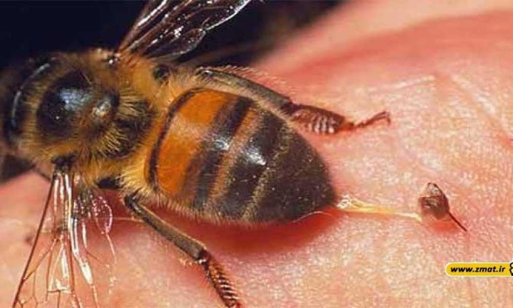 خطرات نیش زنبور عسل برای سلامتی