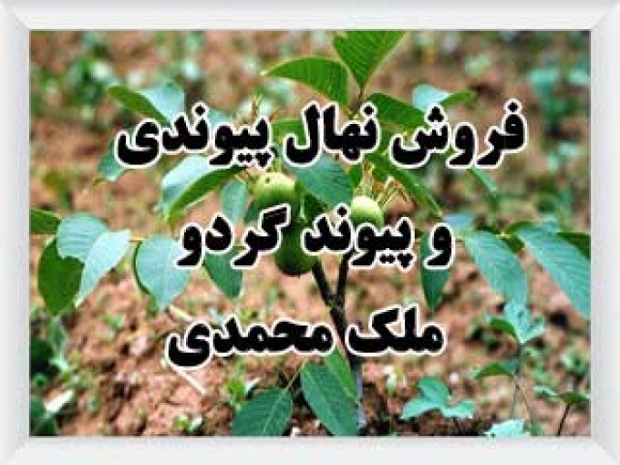 فروش نهال پیوندی و پیوند گردو ملک محمدی در اصفهان