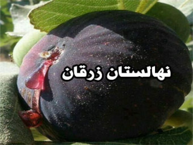 تولید فروش نهال انگور انجیر استهبان نهالستان زرقان شیراز فارس
