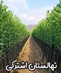 نهالستان اشترکی در گرگان