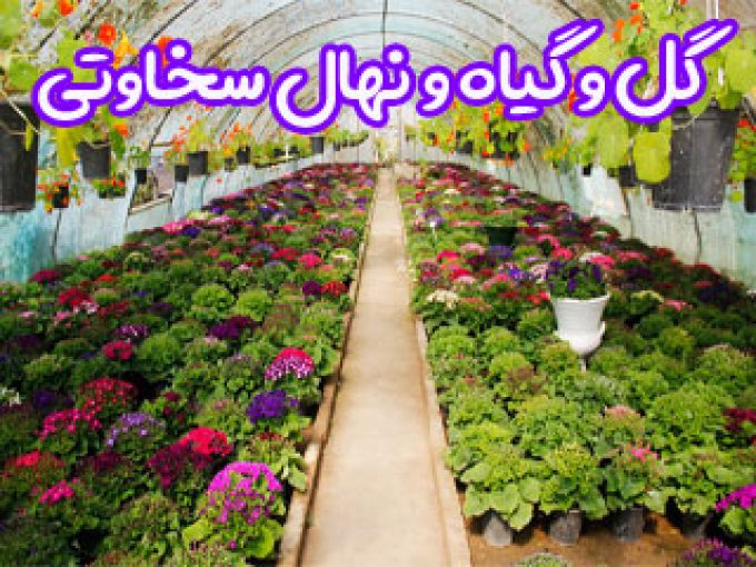 گل و گیاه و نهال سخاوتی در اصفهان