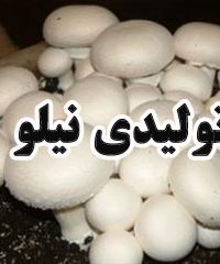 تولیدی نیلو در خرمشهر