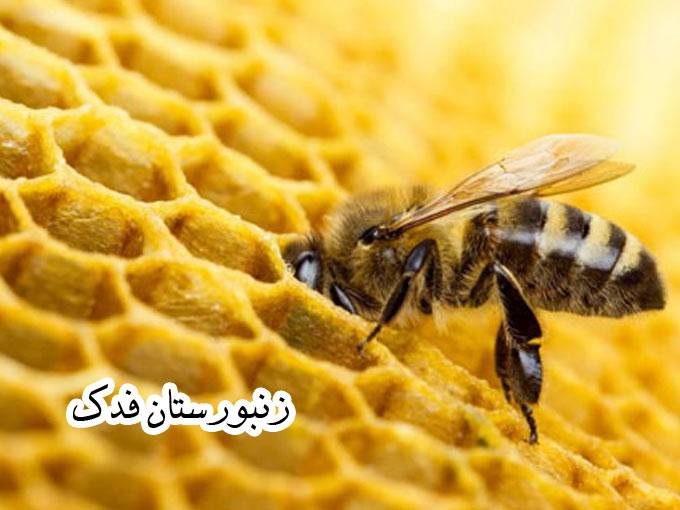 زنبورستان فدک تولید و فروش محصولات زنبور عسل در خراسان رضوی