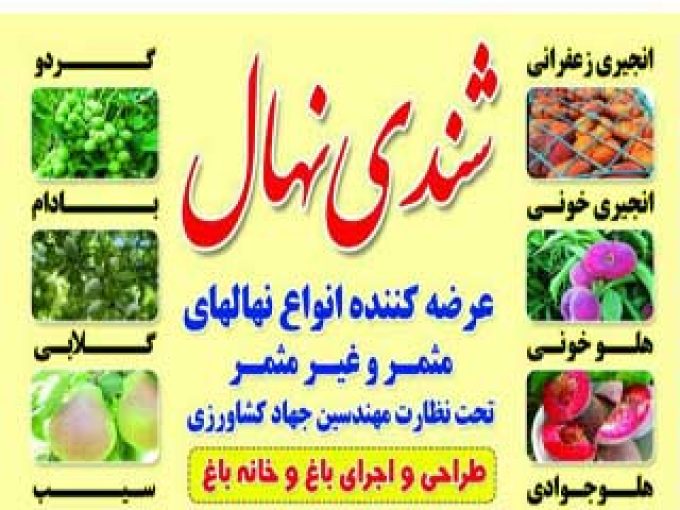 نهالستان شندی نهال در آذربایجان شرقی