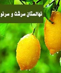 نهالستان مرکبات سرشت و سرنوشت در جهرم