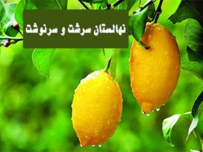 نهالستان مرکبات سرشت و سرنوشت در جهرم