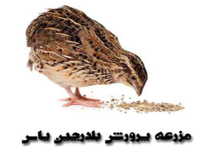 مزرعه پرورش بلدرچین یاس در مراغه