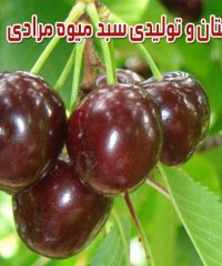 نهالستان و تولیدی سبد میوه مرادی در مرکزی