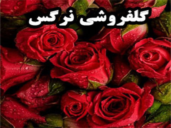 گلفروشی نرگس در زنجان