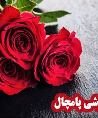 گلفروشی پامچال در زنجان