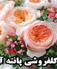 گلفروشی پانته آ در زنجان