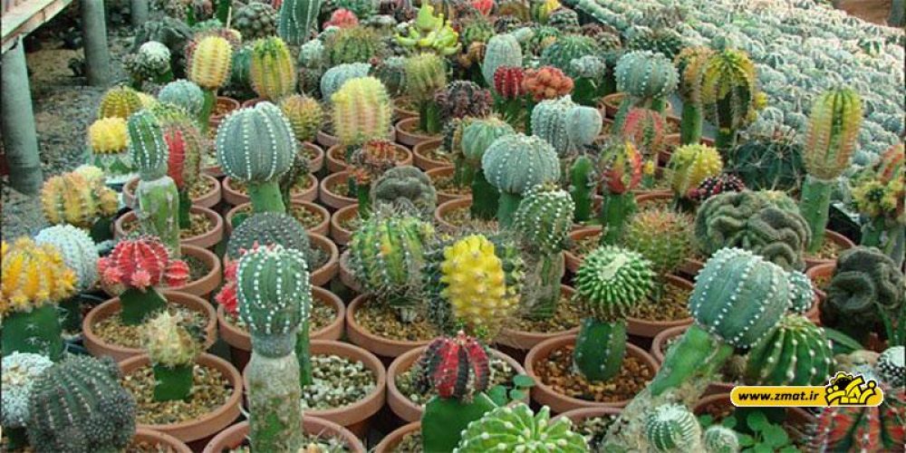 11 اصل مهم برای نگهداری کاکتوس