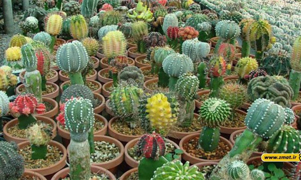 11 اصل مهم برای نگهداری کاکتوس