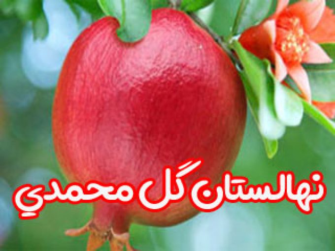 نهالستان گل محمدی در داراب