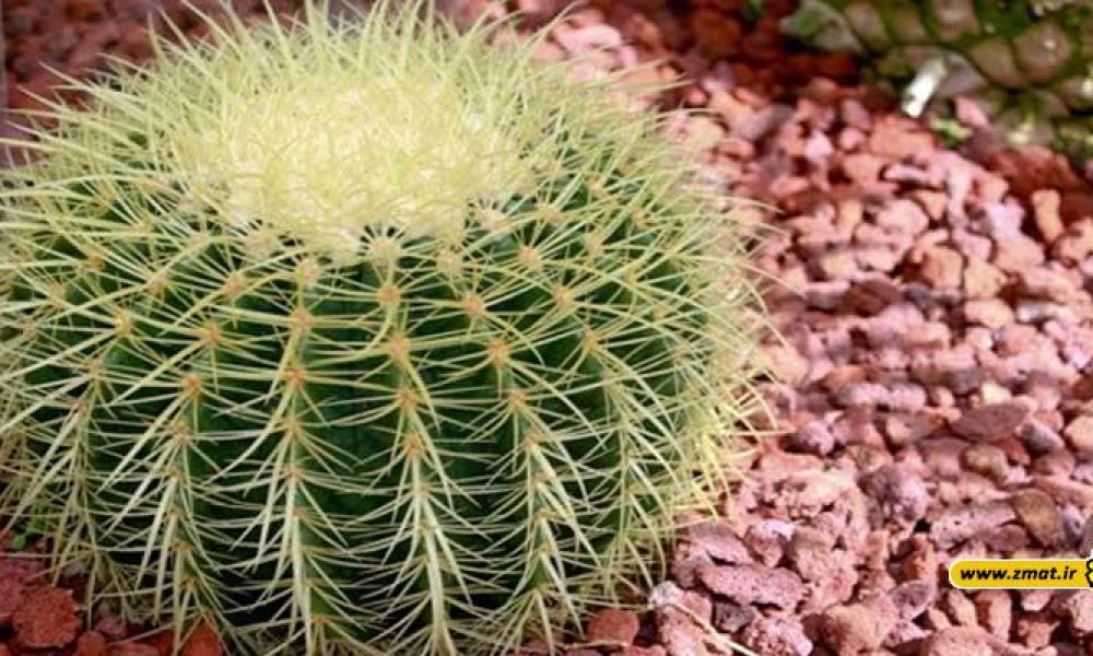 نگهداری و تکثیر گیاه کاکتوس