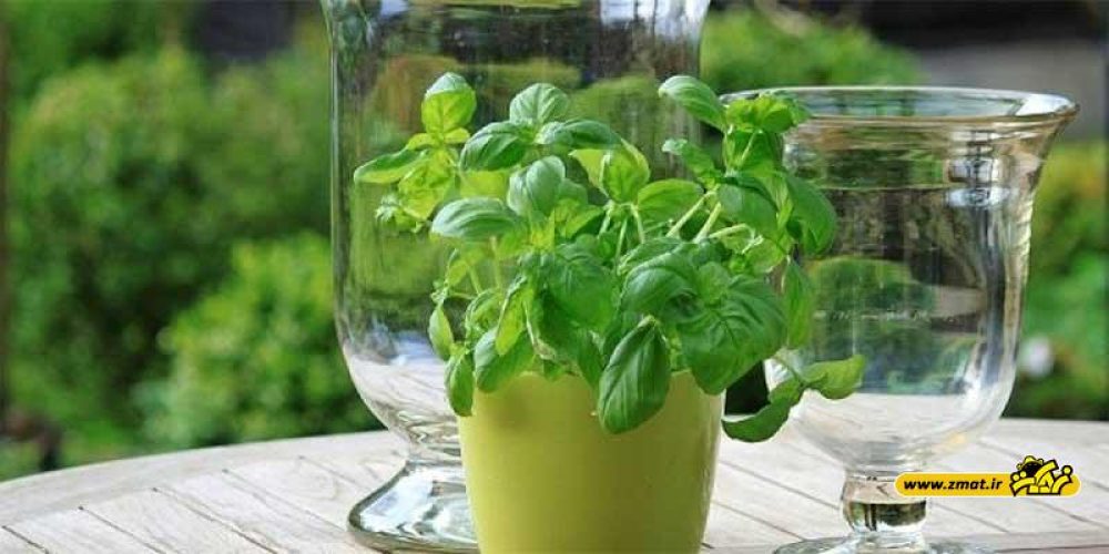 دمنوش ریحان، فواید و طرز تهیه