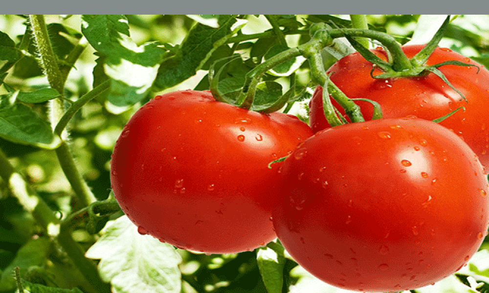 علت بی مزه شدن گوجه فرنگی هایی داخل یخچال
