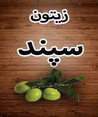 زیتون سپند در رودبار