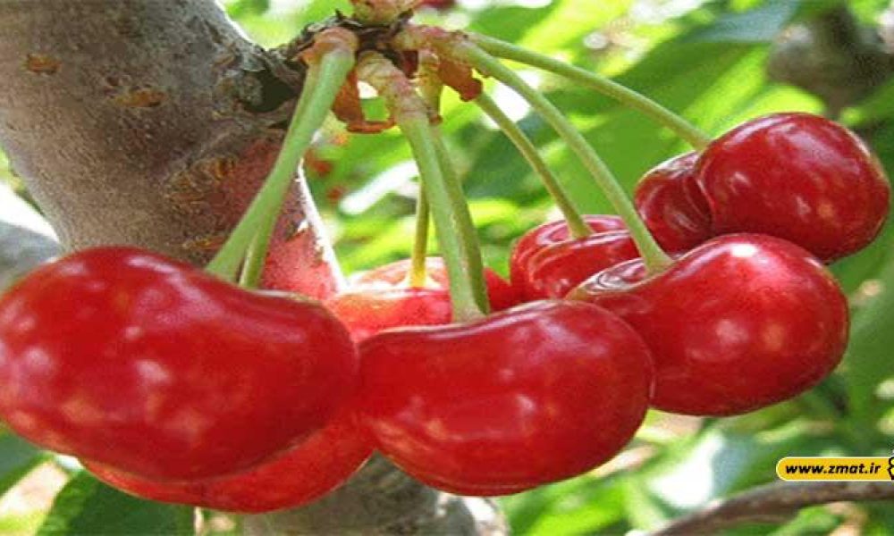 با خواص میوه ‌های بهاری آشنا شوید