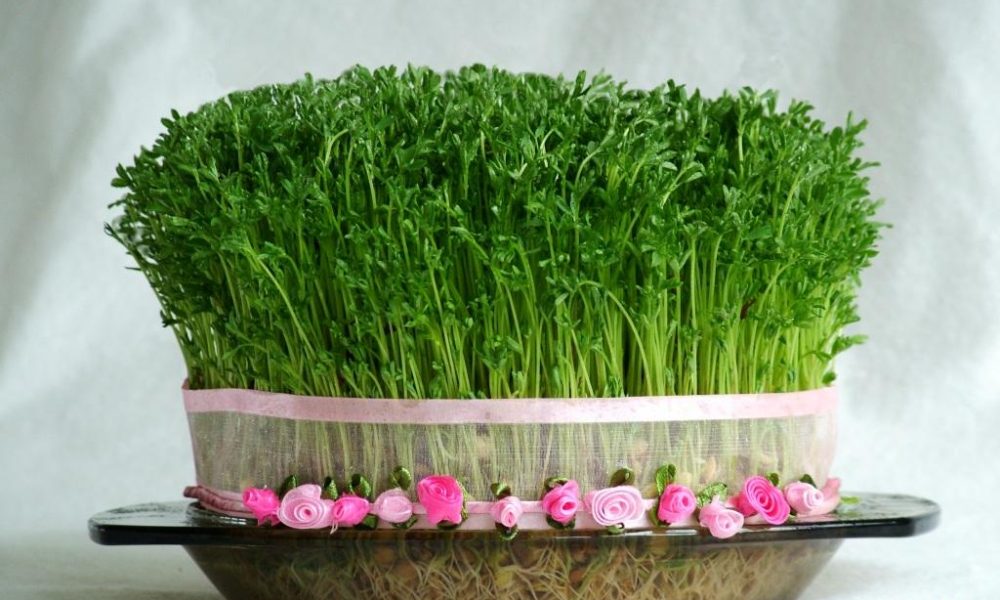 آموزش سبز کردن سبزه عید