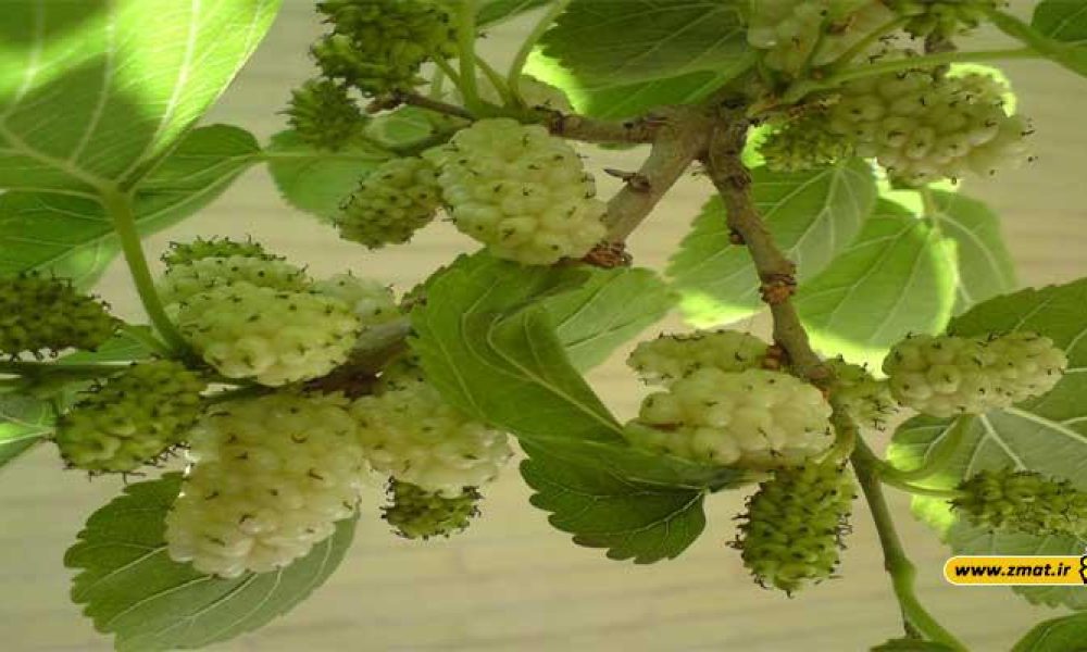 توت سفید و خواص آن