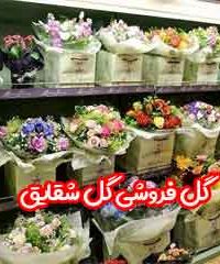 گل شقایق در رستم آباد